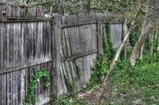 23rd Apr 2013 - Broken fence with ivy