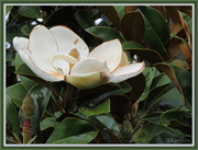 24th Apr 2013 - Magnolia grandiflora