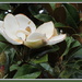 Magnolia grandiflora by kiwiflora