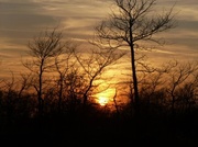 23rd Apr 2013 - Sunset through trees