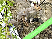 24th Apr 2013 - Squirrel Cheesecake