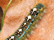 23rd Apr 2013 - Colorful Caterpillar