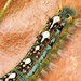 Colorful Caterpillar by grammyn