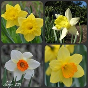 23rd Apr 2013 - daffodil season