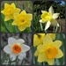 daffodil season by mjmaven