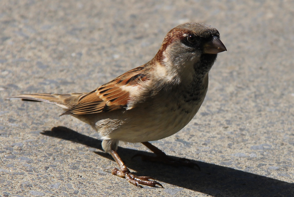 sparrow1 by rustymonkey