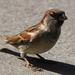 sparrow1 by rustymonkey