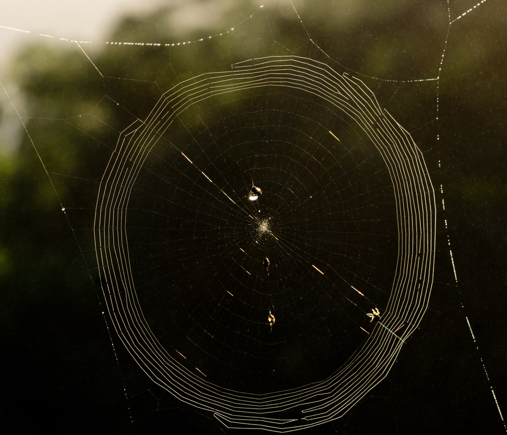 More dew drops and webs by bella_ss