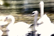 23rd Apr 2013 - abstract swans