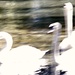 abstract swans by edie