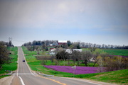 23rd Apr 2013 - Purple Meadow