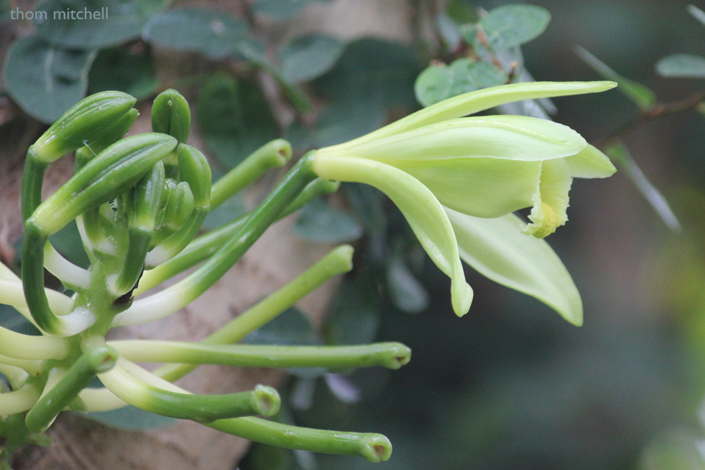 Vanilla planifolia by rhoing