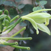 Vanilla planifolia by rhoing