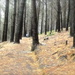 Forest Walk by maggiemae