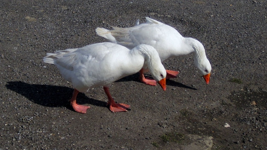 goose-peck by quietpurplehaze