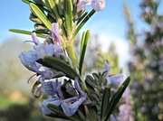24th Apr 2013 - rosemary in blue