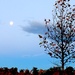 Early Moon Late Autumn by kiwinanna