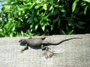 17th Apr 2013 - Rotated Lizard