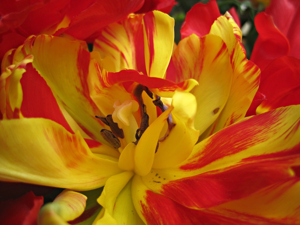 flamboyant tulip by quietpurplehaze