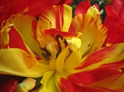 24th Apr 2013 - flamboyant tulip