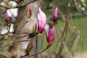 24th Apr 2013 - Pink Magnolia