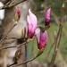 Pink Magnolia by padlock