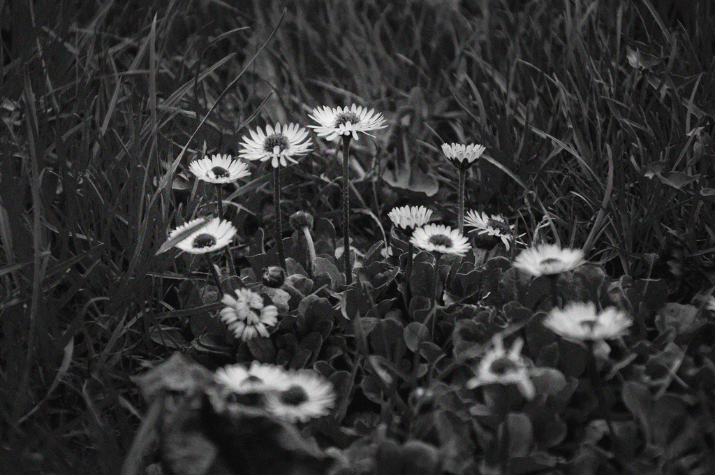 old-fashioned daisy by walia