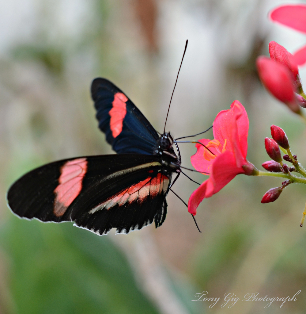 Butterfly  by tonygig