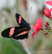 24th Apr 2013 - Butterfly 