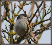 24th Apr 2013 - Long tailed tit