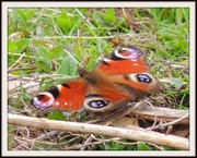 24th Apr 2013 - Peacock butterfly - another take