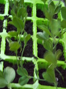 21st Apr 2013 - Seedlings