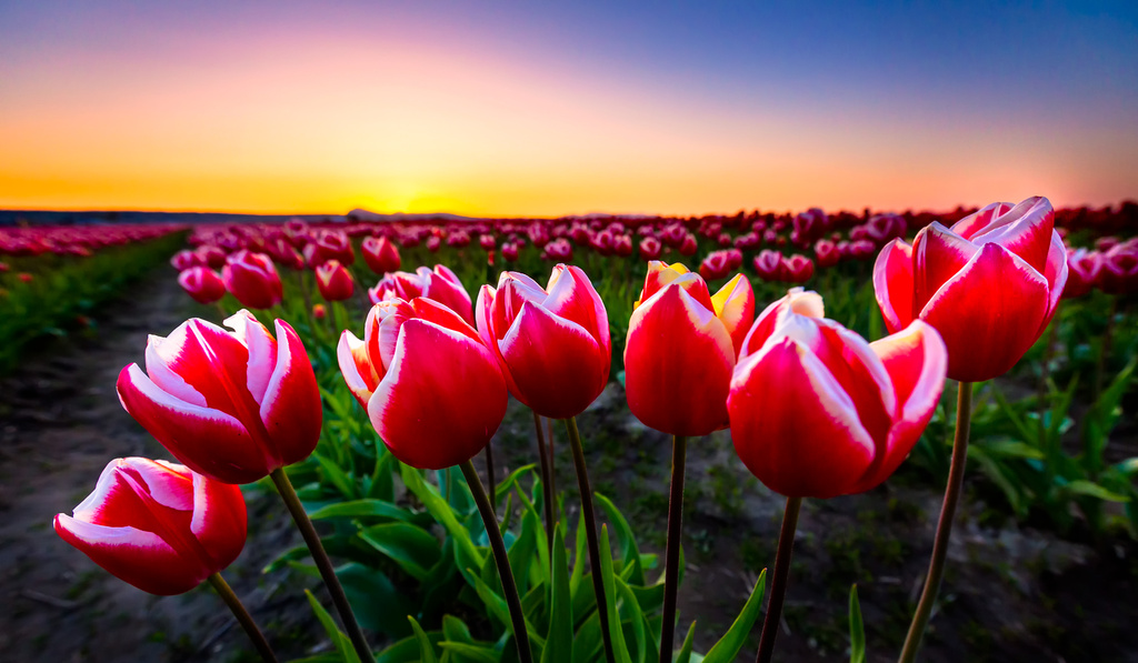 Tulips at Sunset by abirkill