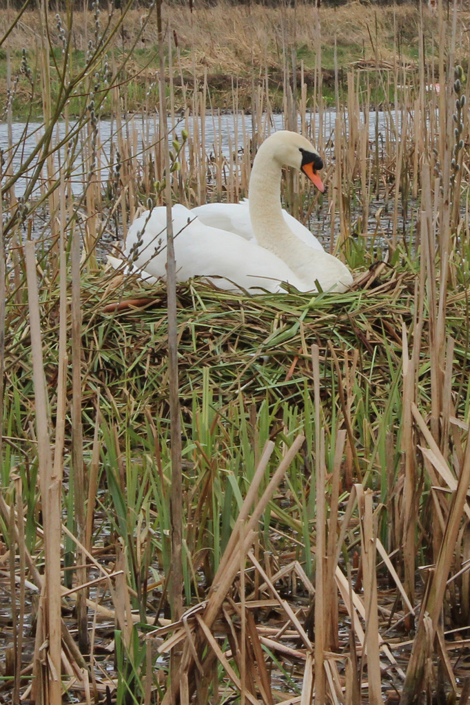 Swan's nest by shepherdman