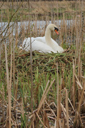 15th Apr 2013 - Swan's nest