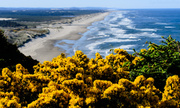 24th Apr 2013 - Through the Blooming Gorse and South 