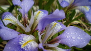 21st Apr 2013 - Irises in the rain.
