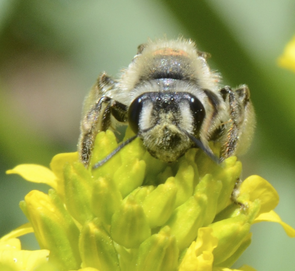 Busy Bee by kathyladley