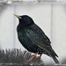 Starling by juliedduncan