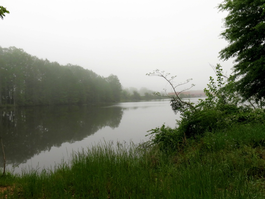 Foggy Morning On the Creek by grammyn