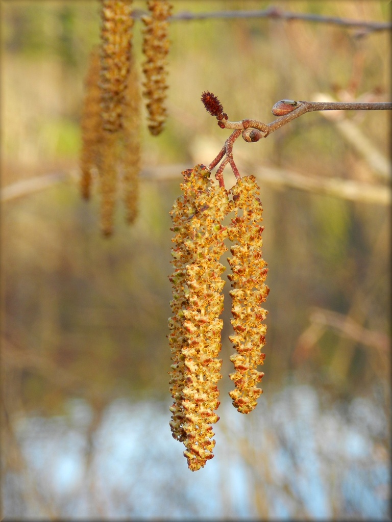 Catkins by paintdipper