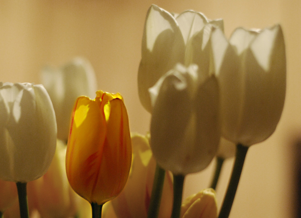 Tulips by dakotakid35
