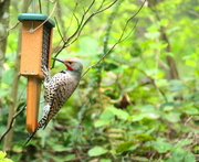 23rd Apr 2013 - Flicker came back