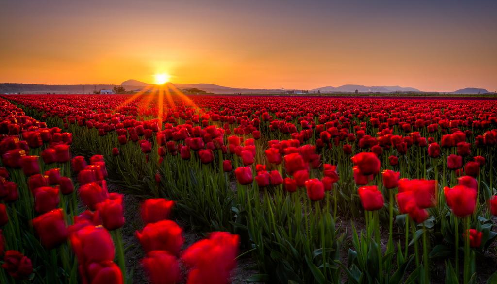 Tulip Fields by abirkill