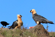 23rd Apr 2013 - Bearded Vultures