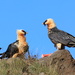 Bearded Vultures by eleanor