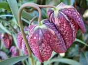 25th Apr 2013 - 'poetry':  snake's head fritillary