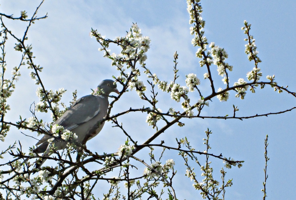 wild damson tree with pigeon by quietpurplehaze