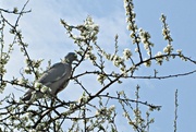 25th Apr 2013 - wild damson tree with pigeon