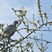 wild damson tree with pigeon by quietpurplehaze